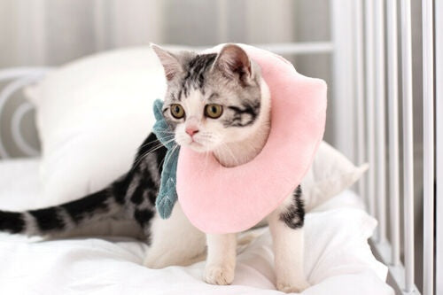 Adjustable Pet Neck Cone Recovery Pet Cat Recovery Collar Cat Soft Lemon Neck Cone Adjustable Pet E Collar After Surgery, Wound Healing Protective Cat Elizabethan Collar For Kitten & Puppy